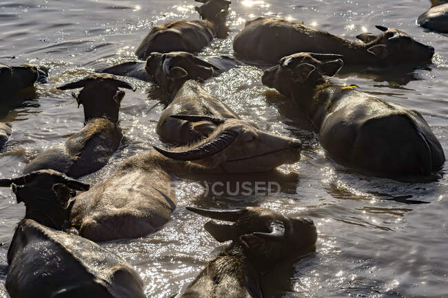 Manada de búfalos nadando en el lago Nong Han, Sakon Nakhon, Tailandia - foto de stock