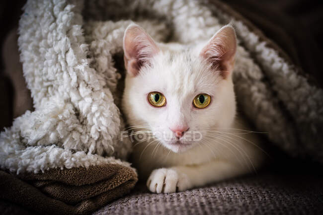 Porträt einer weißen Katze, die auf einem Sofa unter einer Decke liegt — Stockfoto