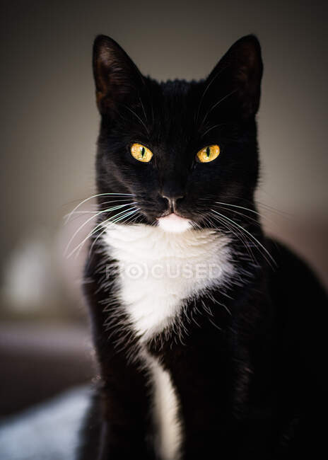 Porträt einer schwarz-weißen Smoking-Katze — Stockfoto