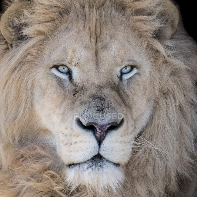 Retrato de primer plano de un león - foto de stock