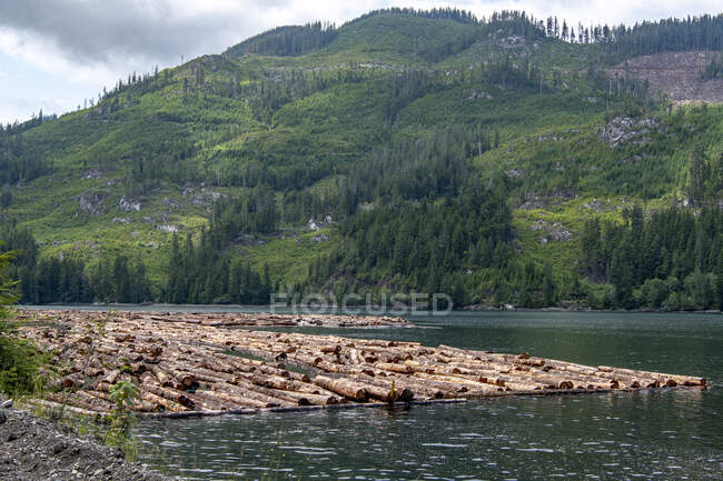 Troncos de madera flotando en el boom de troncos en el océano, Port Alice, Vancouver Island, Columbia Británica, Canadá - foto de stock