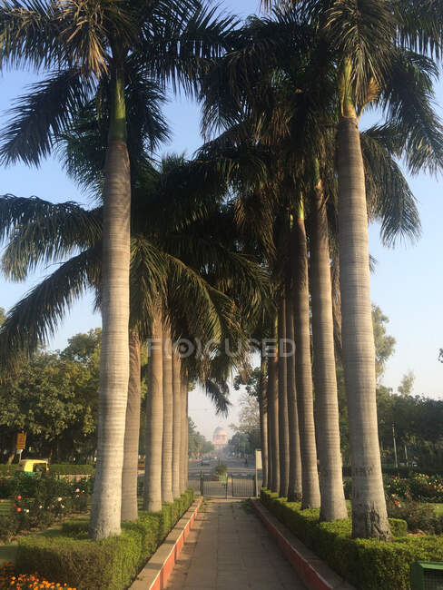 Rashtrapati Bhavan, o Palácio Presidencial, visto de uma avenida de palmeiras em Lutyens-projetado Nova Deli, Índia — Fotografia de Stock
