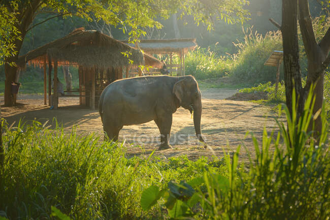 Elefante parado en un paisaje rural comiendo, Tailandia - foto de stock