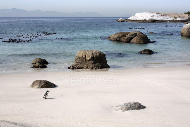 Jackass penguin walking on the Boulder 's beach, Simon' s Town, Western Cape, Sudáfrica - foto de stock