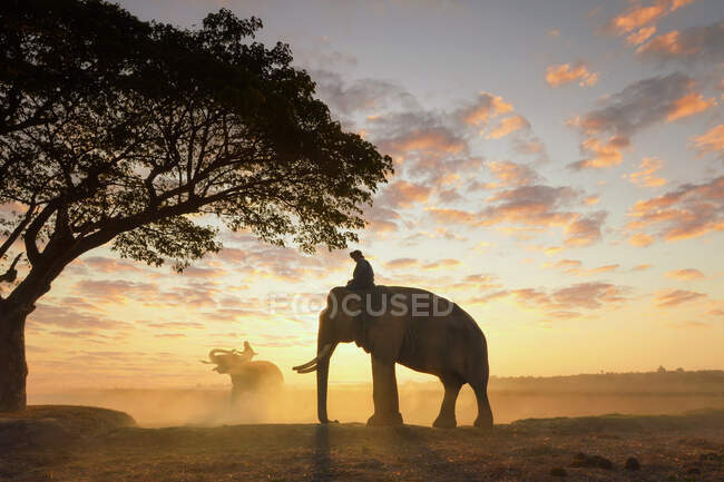 Silhouette di un mogano che cavalca un elefante al tramonto, Thailandia — Foto stock