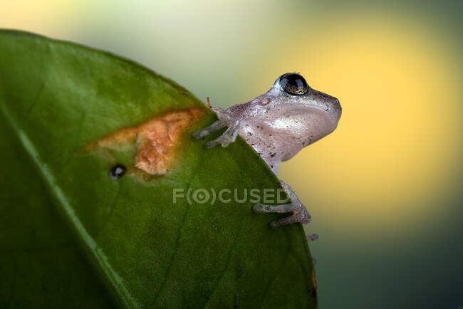 Little red tree frog sitting on green leaf — Stock Photo