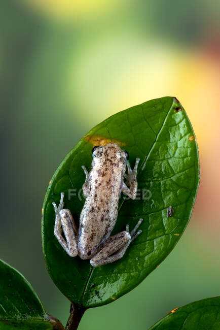 Petite grenouille rouge assise sur une feuille verte — Photo de stock