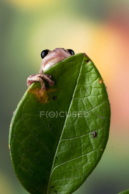 Маленька червона деревна жаба сидить на листі (Індонезія). — стокове фото