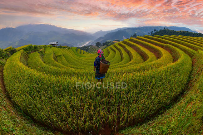 Вид сзади на женщину, стоящую на рисовом поле с террасой, му канг чай, йен бай, вьетнам — стоковое фото