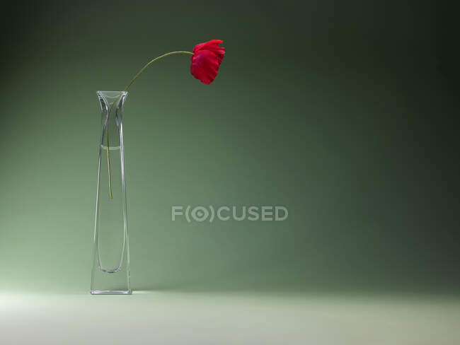 Poppy flower in a glass vase on a table — Stock Photo