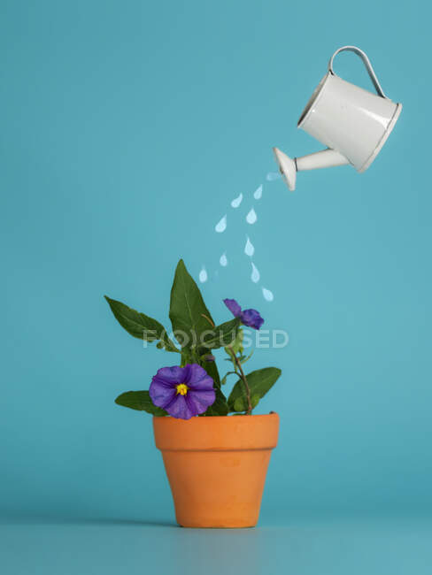 Konzeptionelle Gießkanne, die eine Blume im Pflanztopf gießt — Stockfoto