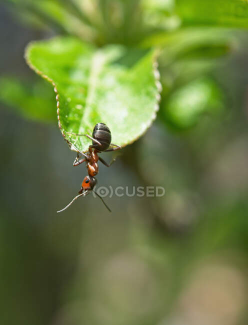 Close-Up de uma formiga-de-fogo europeia em uma folha, Lituânia — Fotografia de Stock