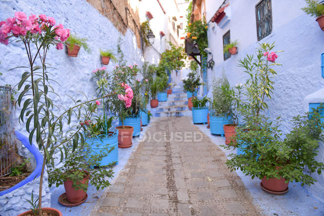 Vasos de flores que revestem uma rua da cidade, Chefchaouen, Marrocos — Fotografia de Stock