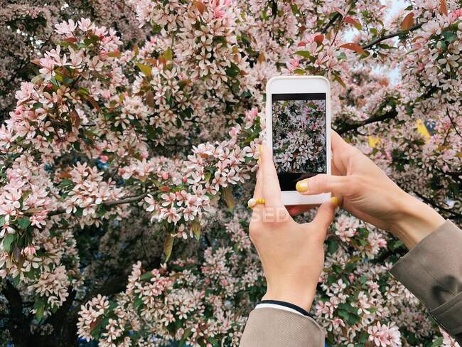 Woman taking a photo of cherry blossom flowers with her mobile phone, Belarus — Stock Photo
