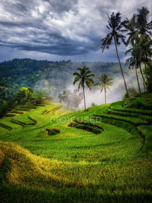 Saftig grüne terrassenförmige Reisfelder mit Palmen, Mandalika, Lombok, Indonesien — Stockfoto