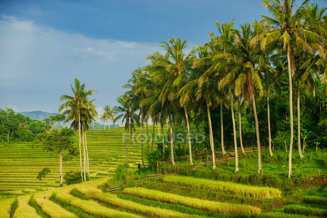Exuberante campo de arroz con terrazas verdes con palmeras, Mandalika, Lombok, Indonesia - foto de stock