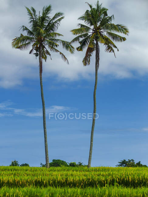 Campo de arroz verde exuberante com palmas e céu nublado azul, Mandalika, Lombok, Indonésia — Fotografia de Stock