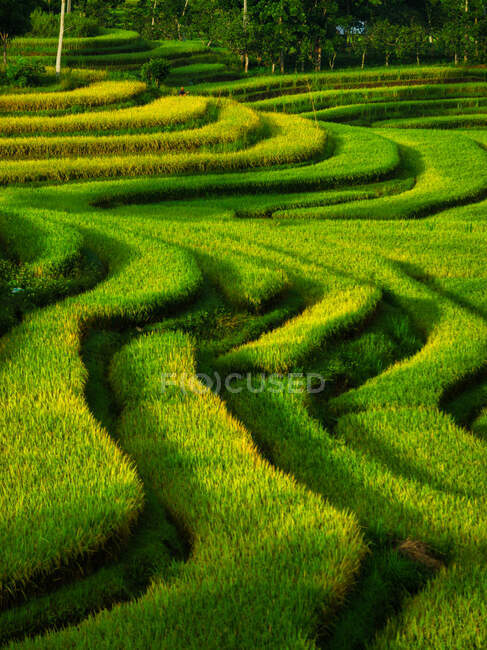 Exuberante campo de arrozal com terraço verde, Mandalika, Lombok, Indonésia — Fotografia de Stock