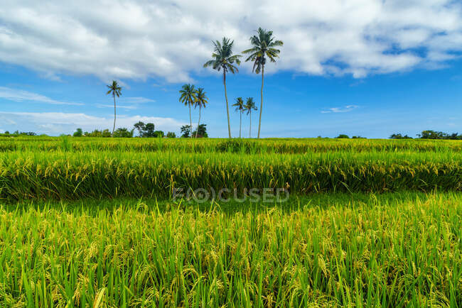 Буйно - зелене рисове поле з пальмами й блакитним хмарним небом, Мандаліка, Ломбок, Індонезія — стокове фото