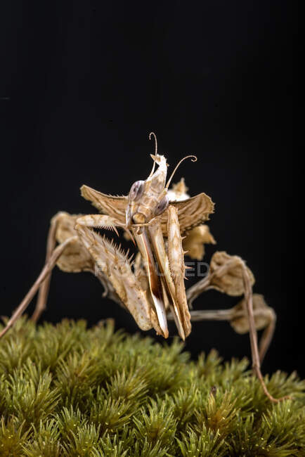 Close-up de um diabo mantis em uma planta, Indonésia — Fotografia de Stock