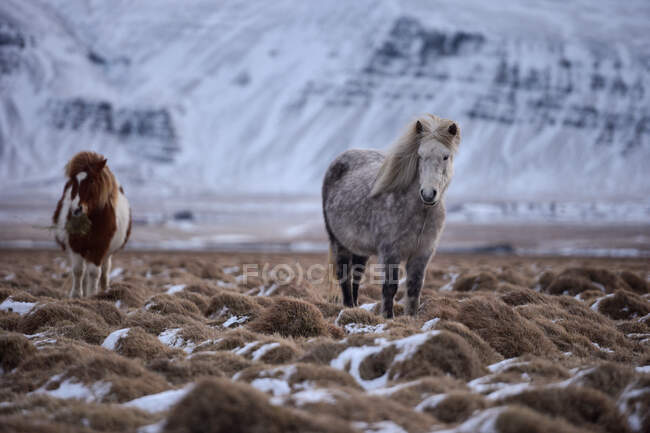 Взимку на сніжному полі (Ісландія) стоять два ісландські коні. — стокове фото