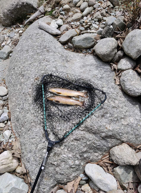 Frisch gefangene Bachforellen auf einem Felsen neben einem Fischernetz, Himachal Pradesh, Indien — Stockfoto