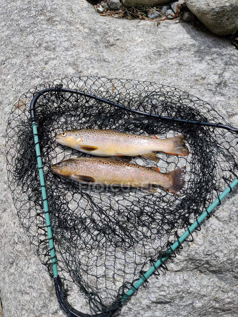 Freshly caught wild brown trout on a  rock next to a fishing net, Himachal Pradesh, India — Stock Photo