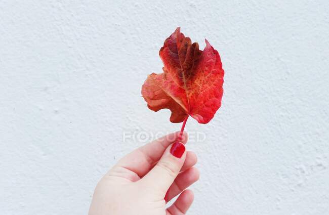 Primo piano della mano di una donna che tiene una foglia rossa autunnale — Foto stock
