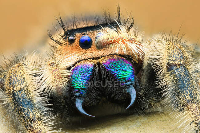 Macro shot d'araignée sauteuse sur feuille — Photo de stock