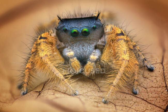 Makroaufnahme einer springenden Spinne auf Blatt — Stockfoto