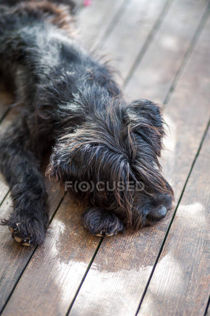 Close-up of a dog lying on a patio terrace in the sun sleeping — Stock Photo