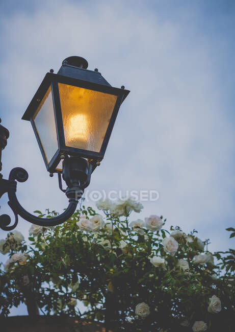 Illuminato lanterna sopra rosebush con cielo nuvoloso — Foto stock
