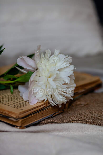 Fleur pivoine blanche sur un livre ouvert — Photo de stock