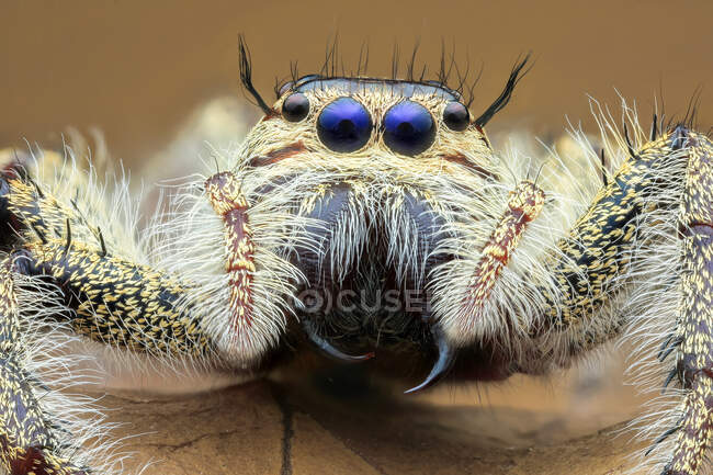 Gros plan d'une araignée sauteuse sur une feuille, Indonésie — Photo de stock