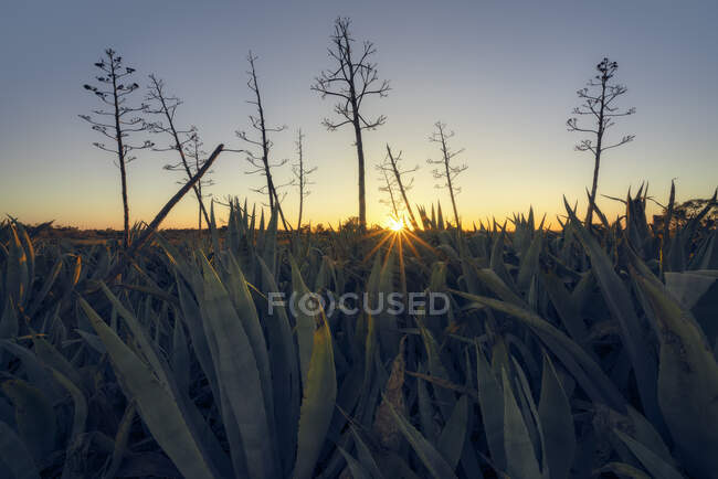 Paesaggio agave selvatica (Agave americana) all'alba, Australia — Foto stock