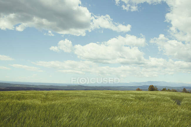 Campo con un hermoso cielo y nubes, hora de verano - foto de stock