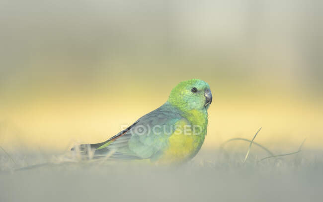 Portrait of a male red-rumped parrot (Psephotus haematonotus) standing in the grass, Australia — Stock Photo