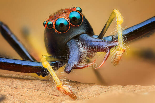 Close-up of a jumping spider on a leaf, Indonesia — Stock Photo