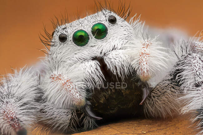 Makro-Nahaufnahme einer flauschigen Spinne — Stockfoto