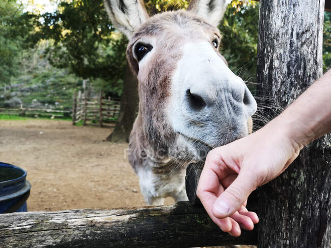 Donkey sniffing human hand trough fence — Stock Photo