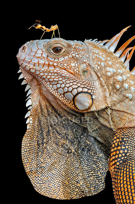 Close up tiro de iguana no fundo preto — Fotografia de Stock