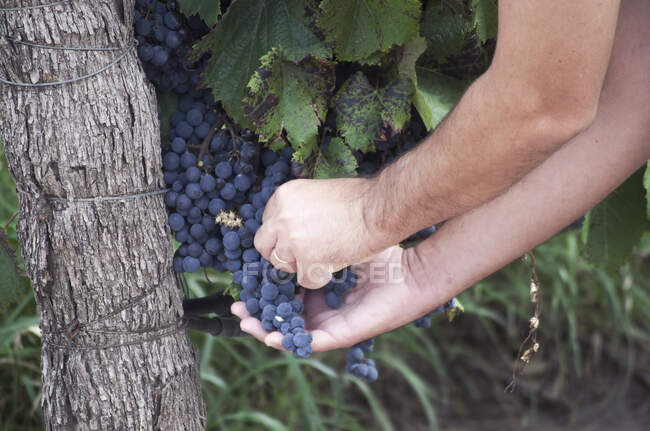 Primo piano delle mani di un uomo che raccoglie uva in un vigneto, Mendoza, Argentina — Foto stock