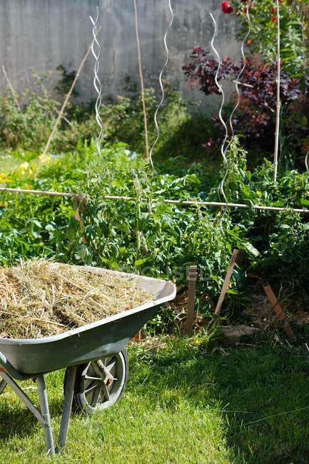 Тачка с сеном в зеленом саду — стоковое фото