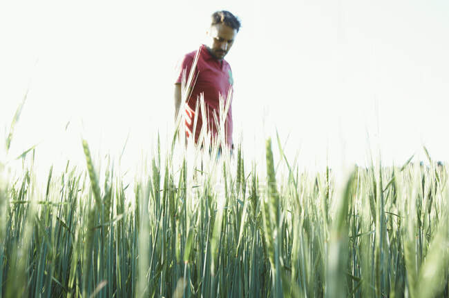 Hombre caminando por un prado, España - foto de stock