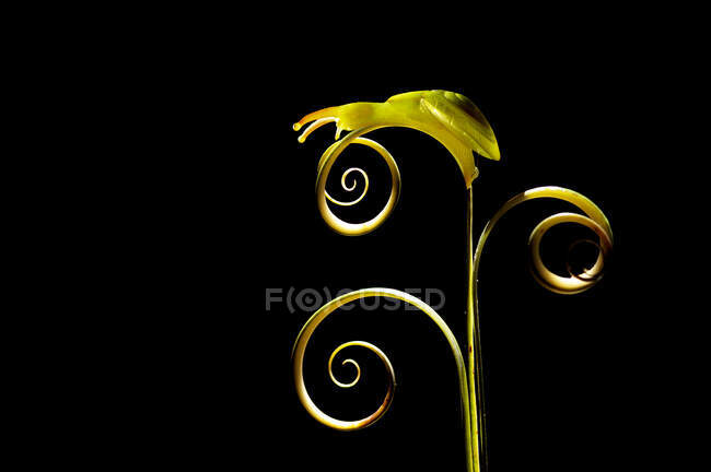 Snail on swirly plant on black background — Stock Photo