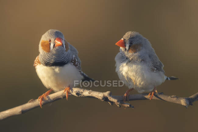 Dos pájaros en la rama en la luz del atardecer - foto de stock