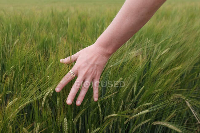 Mano de mujer cepillando su mano a través del campo de trigo, Francia - foto de stock