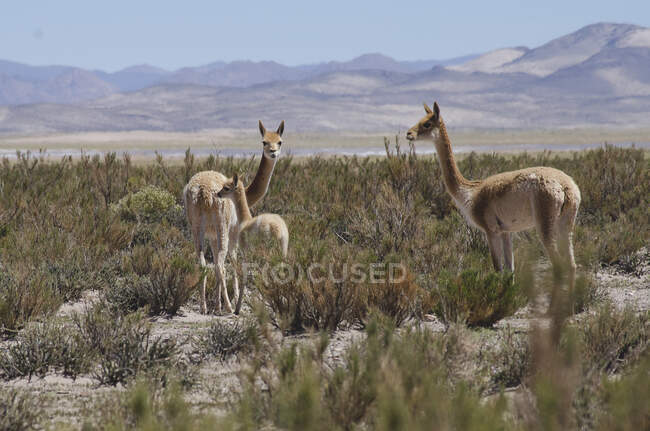 Tre vicune in piedi nel paesaggio rurale, Jujuy, Argentina — Foto stock