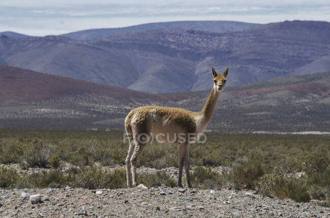 Plan panoramique de belle antilope sur l'habitat naturel — Photo de stock