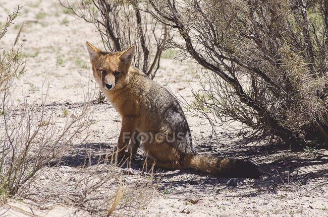 Close-up shot of wild coyote in natural habitat — Stock Photo